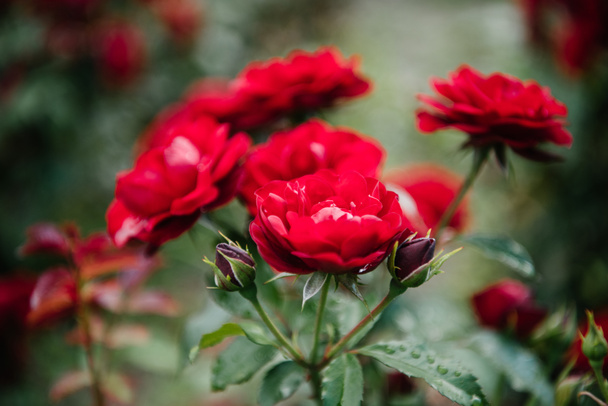 primer plano de hermosas rosas rojas florecientes
 - Foto, imagen