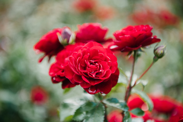 primer plano de las rosas rojas florecientes frescas
 - Foto, Imagen