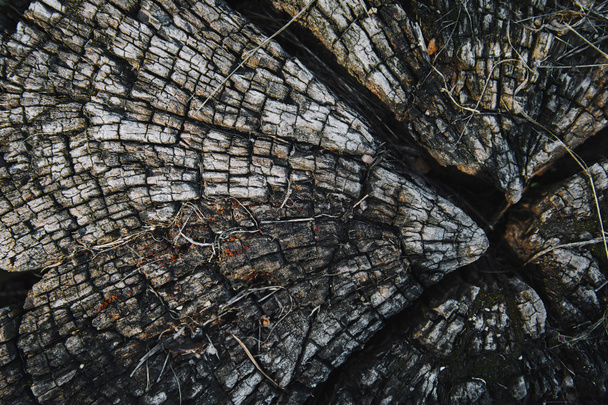 top view of grungy old dried stump in park - Фото, изображение