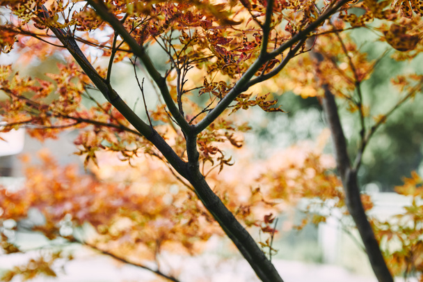 branches d'arbres avec feuilles d'automne orange dans le parc
 - Photo, image