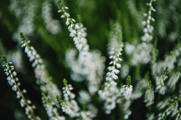 primer plano de florecimiento flores de campo blanco
 - Foto, Imagen