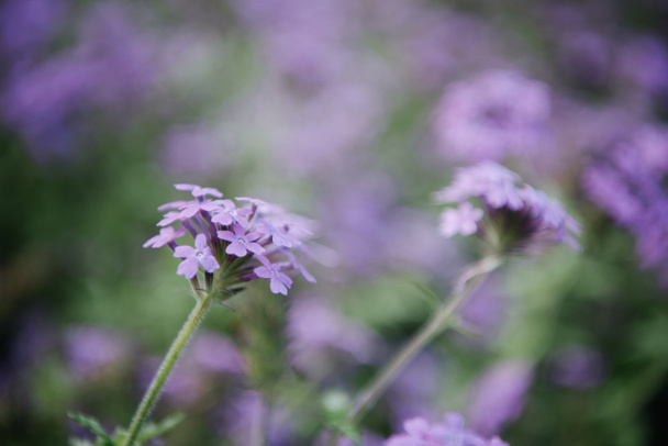 primo piano colpo di bellissimi fiori campo viola
 - Foto, immagini