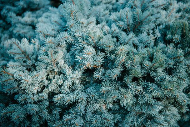 full frame shot of blue spruce branches for background - Fotoğraf, Görsel
