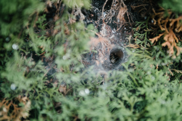 крупним планом знімок павутинного гнізда на ялинових гілках
 - Фото, зображення