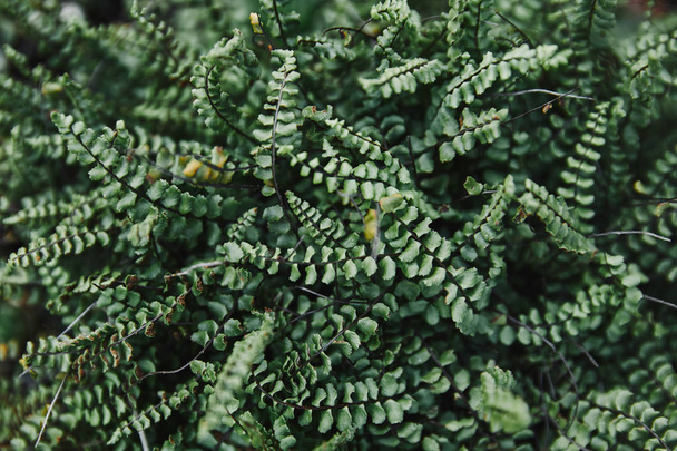 close up of green ferns leaves in garden - Foto, imagen