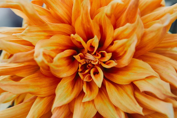 primer plano de hermoso crisantemo naranja en el jardín
 - Foto, Imagen