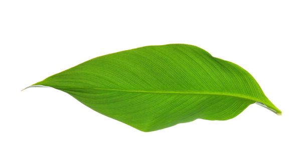 Свежий тропический лист на белом фоне
 - Фото, изображение