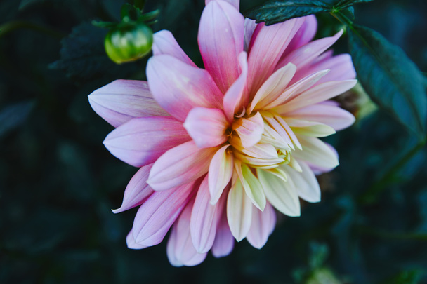 красива біла і фіолетова хризантема в саду
 - Фото, зображення