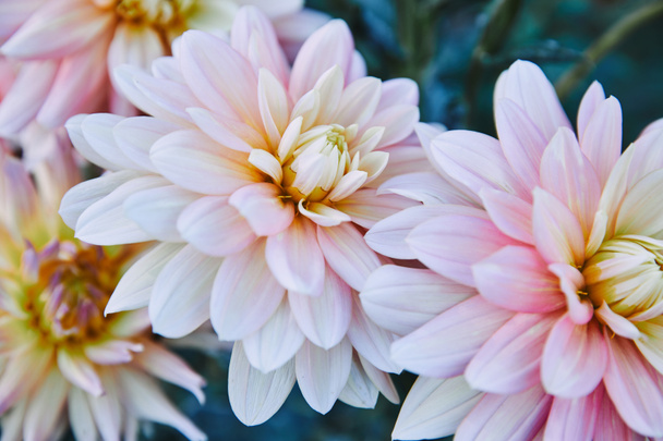 primer plano de hermosos crisantemos blancos y morados en el jardín
 - Foto, Imagen