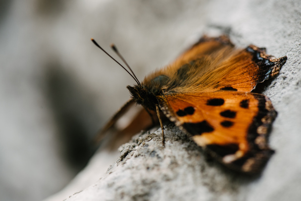 Close-up shot Krásný motýl sedí na kameni - Fotografie, Obrázek