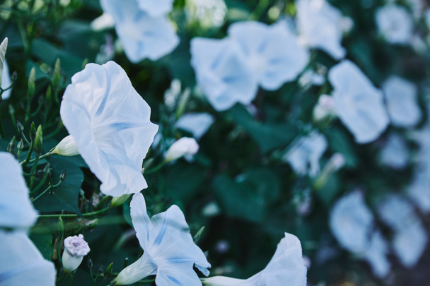 schöne blaue Blüten und grüne Blätter im Garten - Foto, Bild