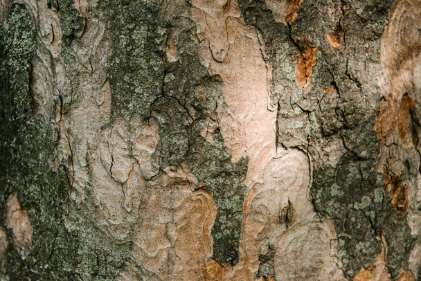 close-up shot of termite patterned tree bark under sunlight - Foto, imagen