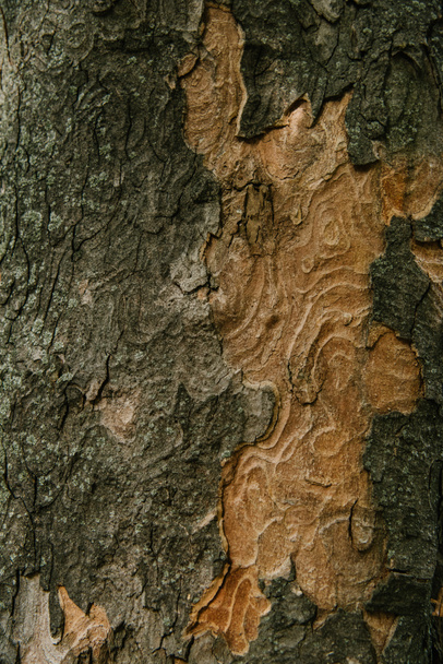 lähikuva laukaus termiitti kuviollinen puun kuori
 - Valokuva, kuva