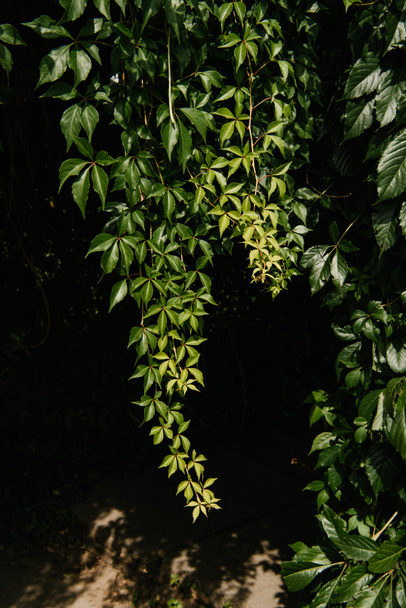 közeli lövés vad szőlő levelek fekete háttér - Fotó, kép