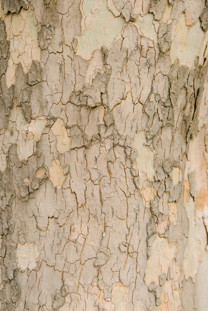zár-megjelöl szemcsésedik-ból könnyű repedt fa kéreg - Fotó, kép