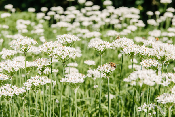 lähikuva mehiläisten istuu kaunis valkoinen kenttä kukkia
 - Valokuva, kuva