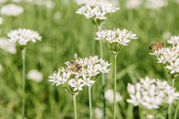 白い野の花の上に座って蜂のクローズ アップ撮影 - 写真・画像