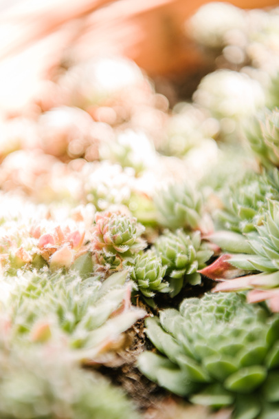 close-up shot of beautiful sempervivum plants - Fotoğraf, Görsel