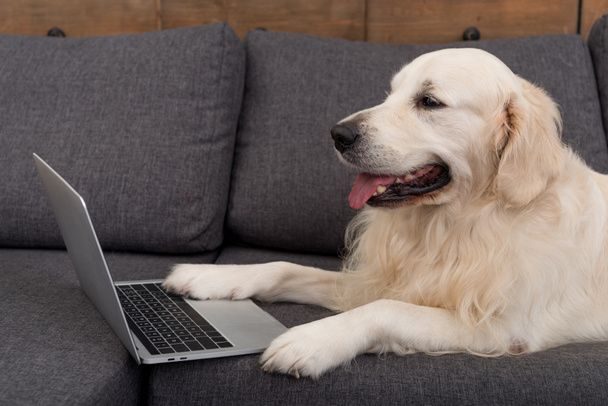 zbliżenie ładny złoty pies myśliwski, leżąc na kanapie z laptopem - Zdjęcie, obraz