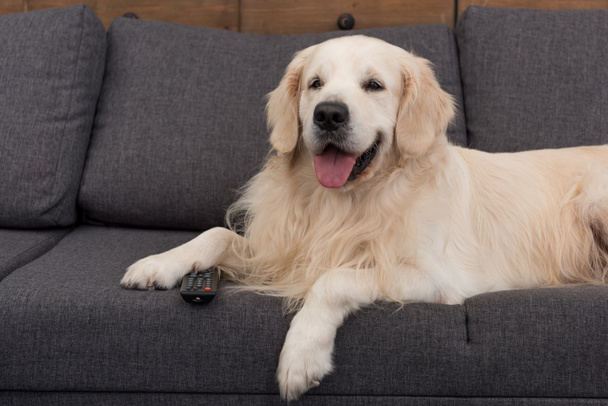 cute golden retriever lying on couch with remote control - Photo, Image