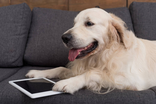 close-up shot of cute golden retriever lying on couch with tablet - 写真・画像