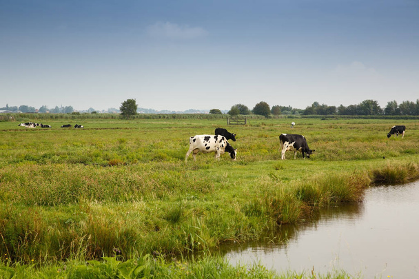 Vacas no campo na aldeia de Zaanse Schans
. - Foto, Imagem