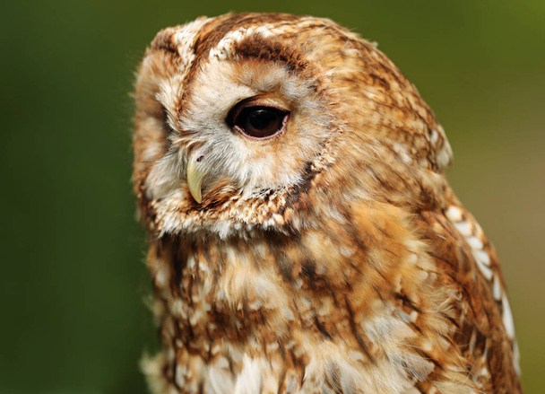 Portrait of a Tawny Owl - Photo, Image