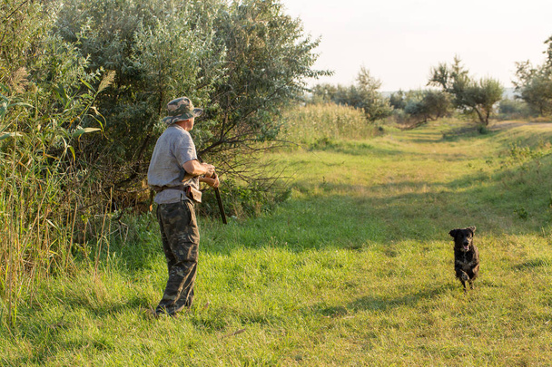 Caçador com um drathaar alemão e spaniel, caça pombo com cães em coletes reflexivos
 - Foto, Imagem