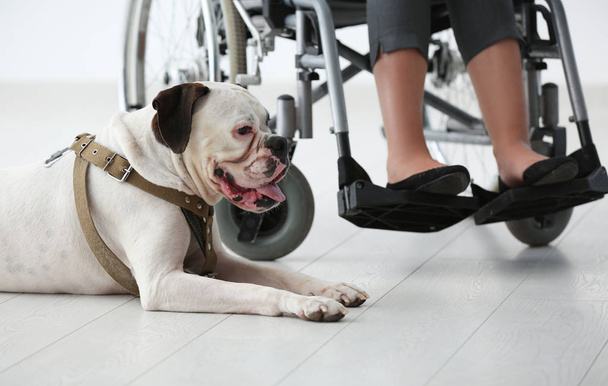 Молода жінка в інвалідному візку з службовим собакою в приміщенні
 - Фото, зображення