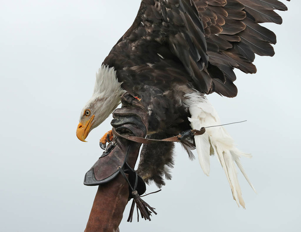 Close up van een Amerikaanse Bald Eagle landing - Foto, afbeelding