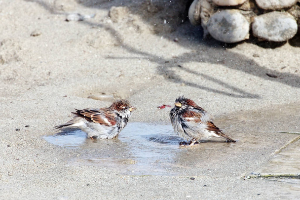 Dva roztomilý vrabci osprchování - Fotografie, Obrázek