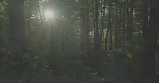 4k - langsames Vorankommen entlang eines dichten Laubwaldes an sonnigen Tagen - Filmmaterial, Video