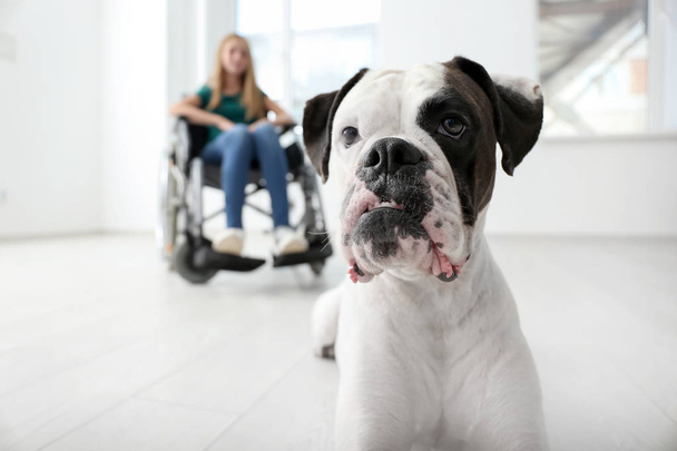 Cute dog and its handicapped owner at home - Foto, immagini