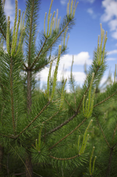 young pines against the sky - Foto, Bild