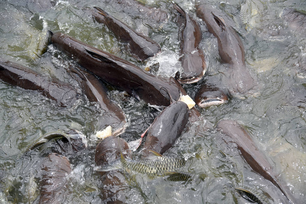 Iridescent shark, Striped catfish, Sutchi catfish, Pangasianodon hypophthalmus, Pangasiidae are scrambling to eat bread in muddy water. Splash water by iridescent shark in river temple area atThailand - Photo, Image