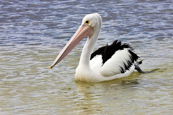 Австралійський Пелікан, переважно в дельтах річок японський, на березі, Сполучені Штати Америки - Фото, зображення