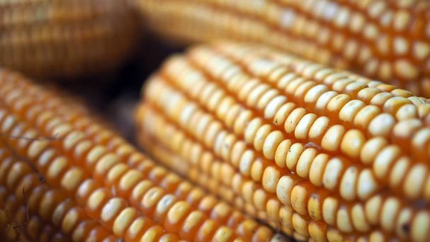 Raw Corn Seeds or Corn kernels are the fruits of corn. Grains of ripe corn. Kernels and seeds of maize. - Fotografie, Obrázek