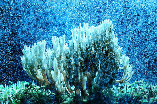 macro view of natural coral mushroom  - Valokuva, kuva