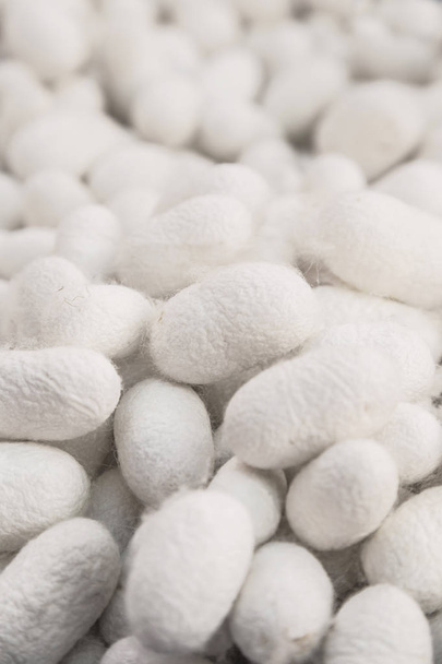 pile of silkworm cocoons as a background - Photo, Image