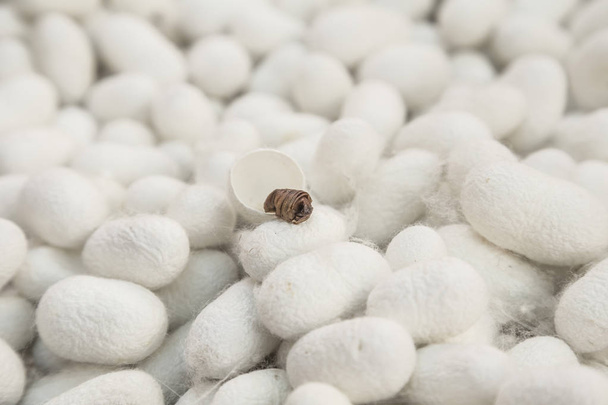 A háttér fehér cocoon selyemhernyó-báb - Fotó, kép
