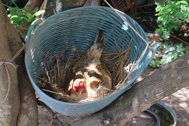 Kippen zijn het broeden van eieren in het nest - Foto, afbeelding
