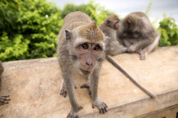 Long-tailed macaque, the temple of Uluwatu, Bali. Indonesia - Photo, Image
