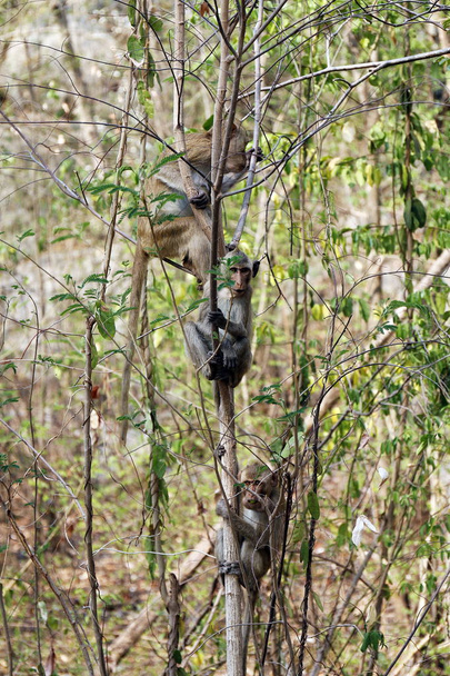 Monkey Island en árboles en bosques tropicales silvestres
 - Foto, Imagen