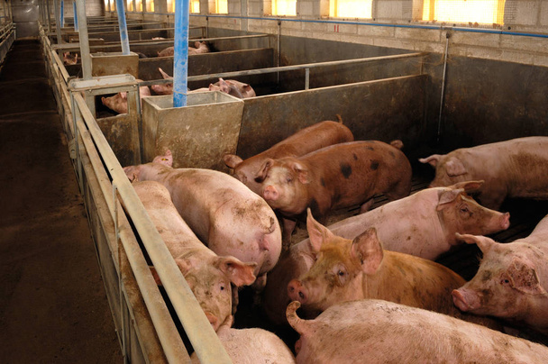 dentro de la granja de cerdos
 - Foto, Imagen