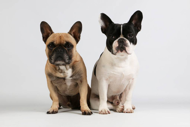 two beautiful french bulldogs are sitting together in the studio - Фото, зображення