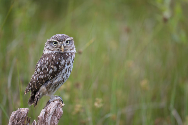 Little owl or Athene Noctua sitting on a fence post - 写真・画像