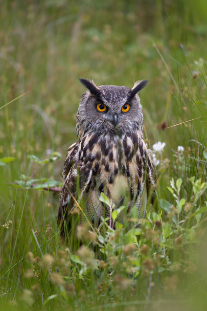 Large European Eagle Owl sitting in high grasses - Φωτογραφία, εικόνα