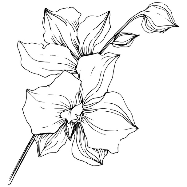 Vektör tropikal orkide çiçek. Botanik çiçek. İzole illüstrasyon öğesi. Arka plan, doku, sarıcı desen, çerçeve veya sınır vektör kır çiçeği. - Vektör, Görsel