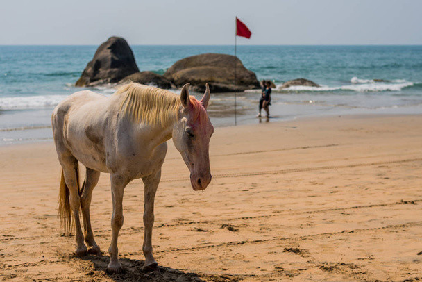 agonda beach, goa / india- 2. März 2018: Schönes Pferd mit Holi-Festival-Farbe am agonda beach in goa, Indien beschmiert - Foto, Bild