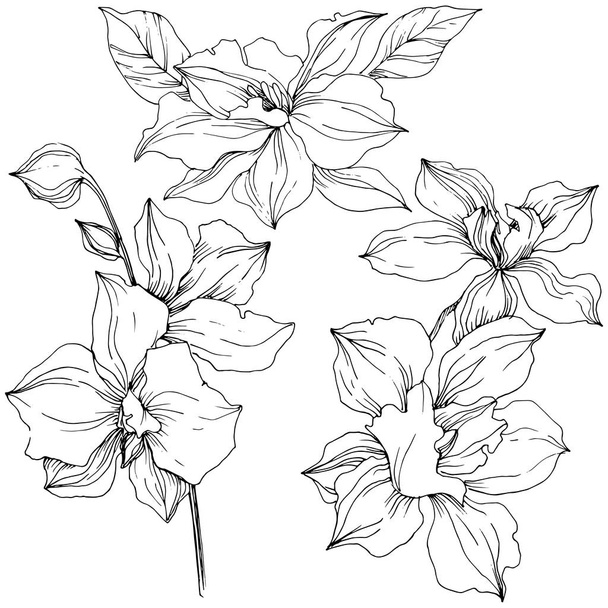 Векторный тропический цветок орхидей. Цветочный ботанический цветок. Изолированный элемент иллюстрации. Векторный цветок для фона, текстуры, узора обертки, рамки или границы
. - Вектор,изображение